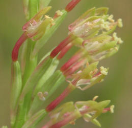 Velvetweed, Gaura mollis, Oenothera curtiflora (21)