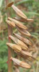 Velvetweed, Gaura mollis, Oenothera curtiflora (22)
