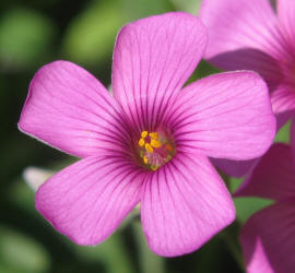 Violet Wood-sorrel, Oxalis violacea (3)