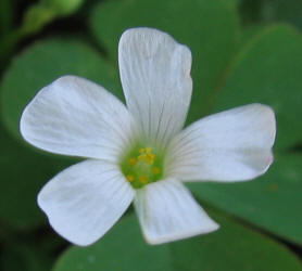 Violet Wood-sorrel, Oxalis violacea, white
