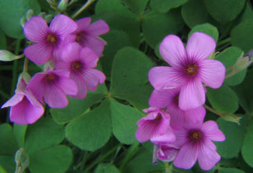 Violet Wood-sorrel, Oxalis violacea