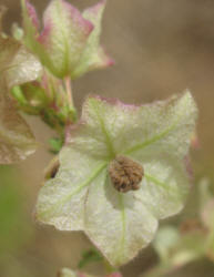 White Four O'clock Mirabilis albida, A (2)