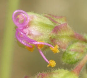 White Four O'clock Mirabilis albida, A (4)