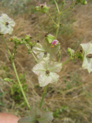 White Four O'clock Mirabilis albida, A