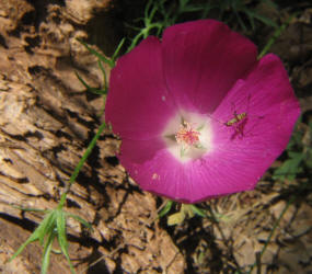 Wine-cup, Callirhoe involucrata (10)