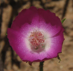 Wine-cup, Callirhoe involucrata (11)