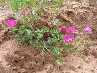 Wine-cup, Callirhoe involucrata (14)