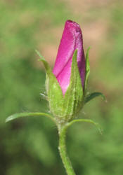 Wine-cup, Callirhoe involucrata (15)