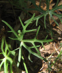 Wine-cup, Callirhoe involucrata (21)