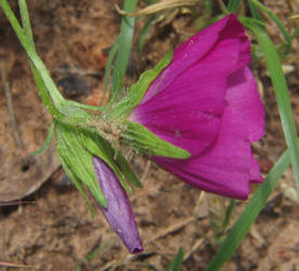 Wine-cup, Callirhoe involucrata (7)