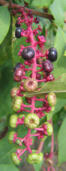 American Pokeweed, Phytolacca americana (2)