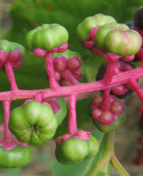 American Pokeweed, Phytolacca americana (3)