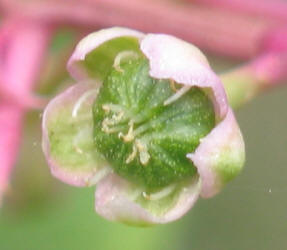 American Pokeweed, Phytolacca americana (4)