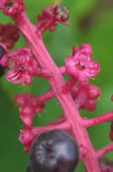 American Pokeweed, Phytolacca americana (5)