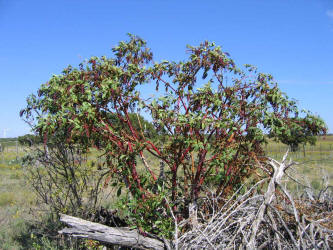 American Pokeweed, Phytolacca americana (6)