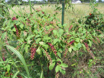 American Pokeweed, Phytolacca americana