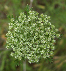 American Wild Carrot, Daucus pusillus (1)