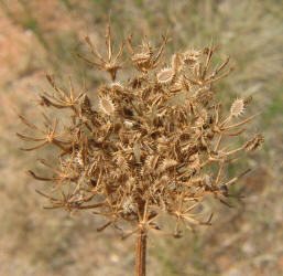 American Wild Carrot, Daucus pusillus (11)