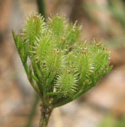 American Wild Carrot, Daucus pusillus (6)