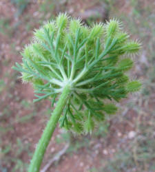 American Wild Carrot, Daucus pusillus (7)