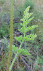 American Wild Carrot, Daucus pusillus (8)