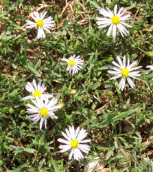 Annual Aster, Symphyotrichum subulatum (1)