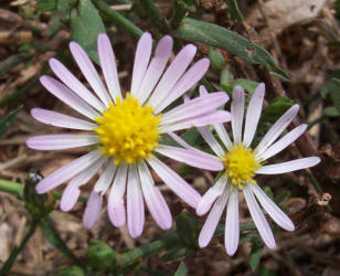 Annual Aster, Symphyotrichum subulatum (2)