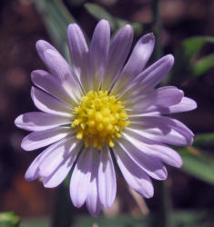 Annual Aster, Symphyotrichum subulatum (5)