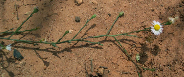 Annual Aster, Symphyotrichum subulatum