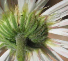 Arkansas Lazy Daisy, Aphanostephus skirrhobasis (14)