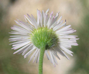 Arkansas Lazy Daisy, Aphanostephus skirrhobasis (16)