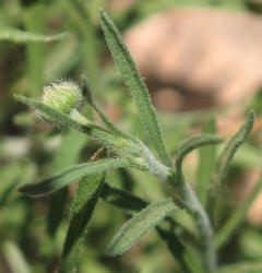 Arkansas Lazy Daisy, Aphanostephus skirrhobasis (17)