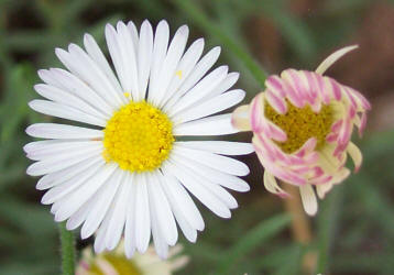 Arkansas Lazy Daisy, Aphanostephus skirrhobasis (2)