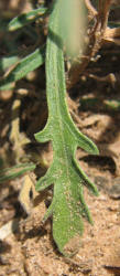 Arkansas Lazy Daisy, Aphanostephus skirrhobasis (20)