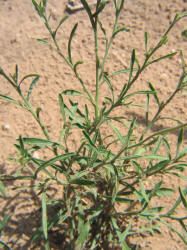 Arkansas Lazy Daisy, Aphanostephus skirrhobasis (21)