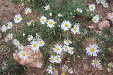 Arkansas Lazy Daisy, Aphanostephus skirrhobasis (3)