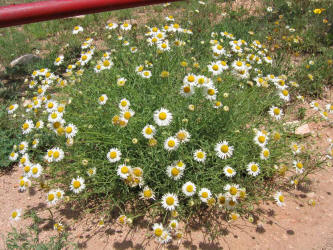 Arkansas Lazy Daisy, Aphanostephus skirrhobasis (7)