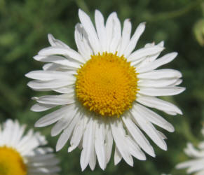 Arkansas Lazy Daisy, Aphanostephus skirrhobasis (9)