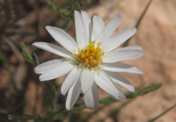 Babywhite Aster, Chaetopappa ericoides (1)