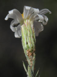 Babywhite Aster, Chaetopappa ericoides (10)