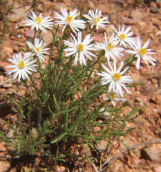 Babywhite Aster, Chaetopappa ericoides (2)