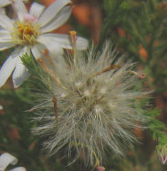 Babywhite Aster, Chaetopappa ericoides (4)