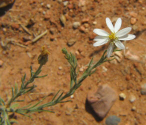 Babywhite Aster, Chaetopappa ericoides (5)