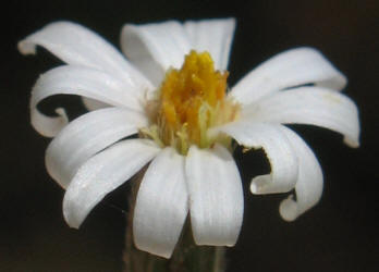 Babywhite Aster, Chaetopappa ericoides (8)