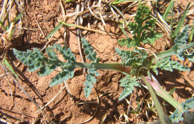 Bigroot Springparsley, Cymopterus macrorhizus (2)