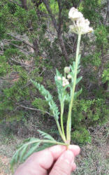 Bigroot Springparsley, Cymopterus macrorhizus (3)