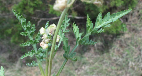 Bigroot Springparsley, Cymopterus macrorhizus (4)