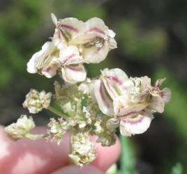 Bigroot Springparsley, Cymopterus macrorhizus (5)