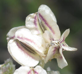 Bigroot Springparsley, Cymopterus macrorhizus (6)
