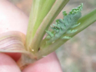 Bigroot Springparsley, Cymopterus macrorhizus (7)